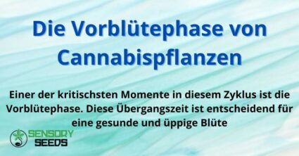 Die Vorblütephase von Cannabispflanzen