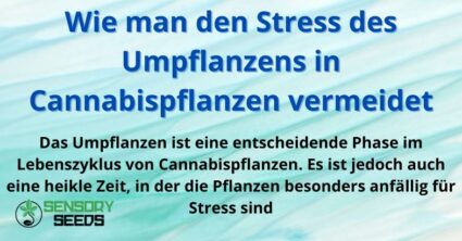 Wie man den Stress des Umpflanzens in Cannabispflanzen vermeidet