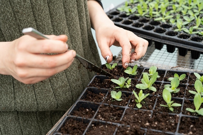 Wann Cannabispflanzen verpflanzt werden sollten