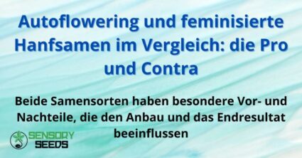 Autoflowering und feminisierte Hanfsamen im Vergleich