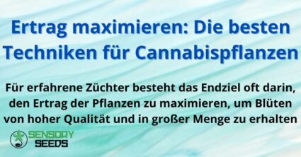 Ertrag maximieren: Die besten Techniken für Cannabispflanzen