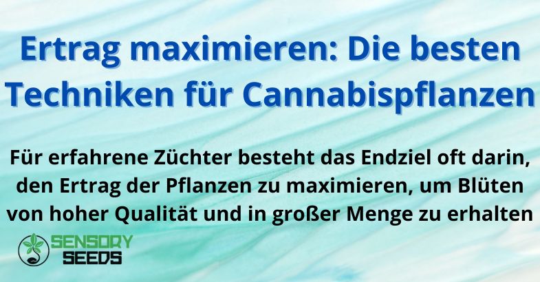 Ertrag maximieren: Die besten Techniken für Cannabispflanzen