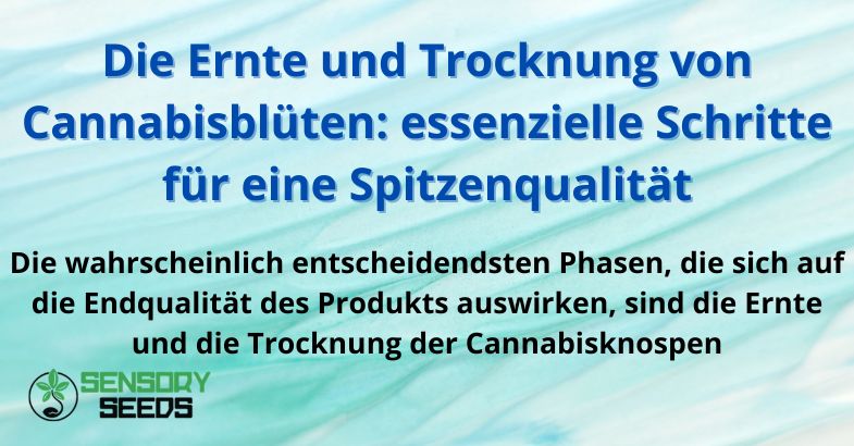 Die Ernte und Trocknung von Cannabisblüten