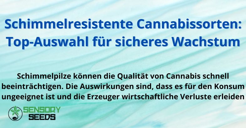 Schimmelresistente Cannabissorten: Top-Auswahl für sicheres Wachstum