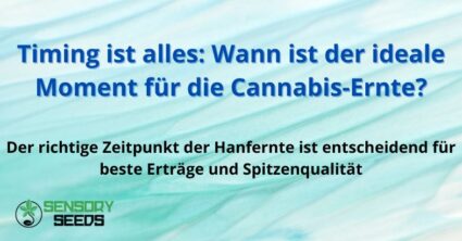 Timing ist alles: Wann ist der ideale Moment für die Cannabis-Ernte?