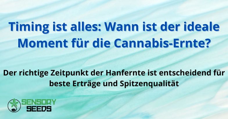 Timing ist alles: Wann ist der ideale Moment für die Cannabis-Ernte?