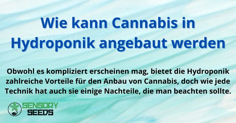 Wie kann Cannabis in Hydroponik angebaut werden