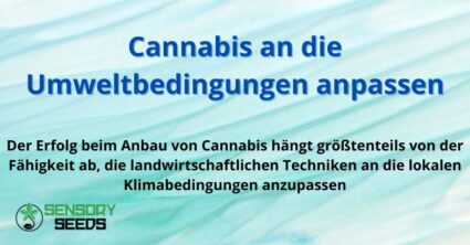 Die besten Cannabissorten für den Anbau in kalten Klimazonen