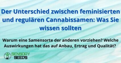 Der Unterschied zwischen feminisierten und regulären Cannabissamen: Was Sie wissen sollten