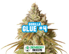 gorilla-glue-4-sensoryseeds Harzige Blüte der Sorte Gorilla Glue #4 von Sensoryseeds