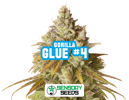 Harzige Blüte der Sorte Gorilla Glue #4 von Sensoryseeds