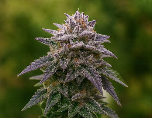 Gorilla Rainbow Pflanze im Freien in der Blütephase