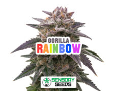 gorilla-rainbow-sensoryseeds Harzige Blüte der Sorte Gorilla Rainbow von Sensoryseeds