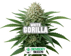 gorilla-white-sensoryseeds Harzige Blüte der Sorte Gorilla White von Sensoryseeds