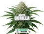 Harzige Blüte der Sorte Gorilla White von Sensoryseeds