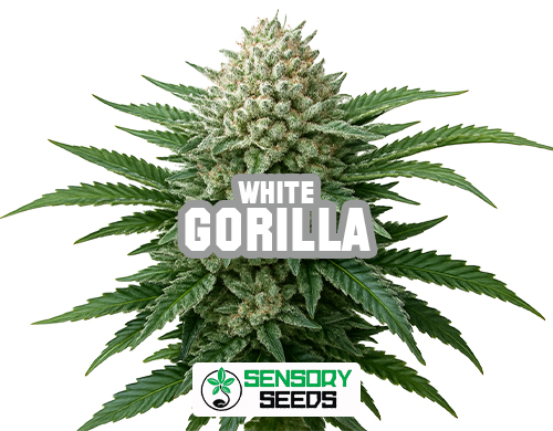 Harzige Blüte der Sorte Gorilla White von Sensoryseeds