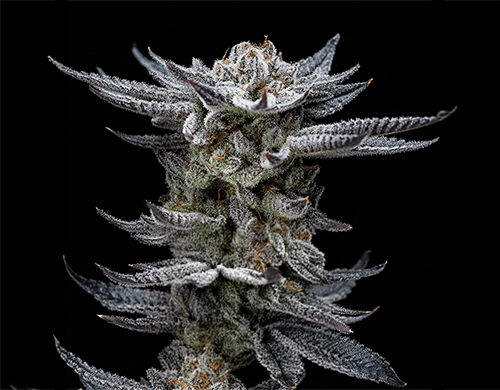 Pflanze von Gorilla Glue Auto