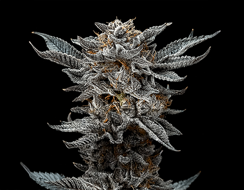 Pflanze von Gorilla Glue Fem