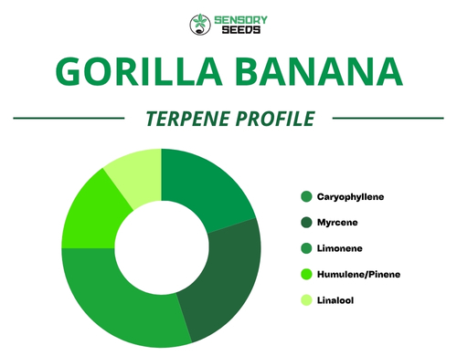 Kreisdiagramm des Terpenprofils der Sorte Gorilla Banana