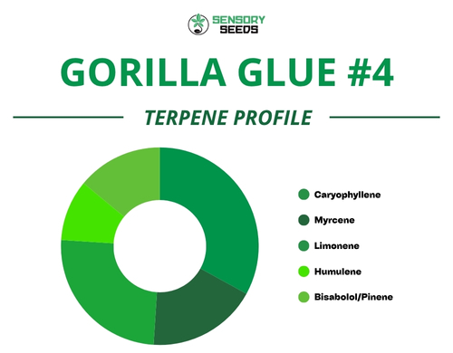 Kreisdiagramm des Terpenprofils der Sorte Gorilla Glue #4