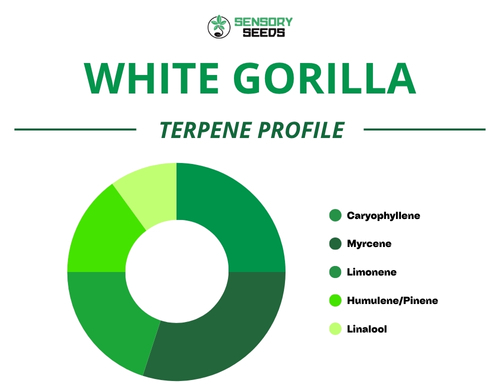 Kreisdiagramm des Terpenprofils der Sorte Gorilla White