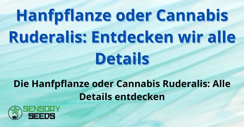 ruderalis-hanfpflanze Hanfpflanze oder Cannabis Ruderalis: Entdecken wir alle Details