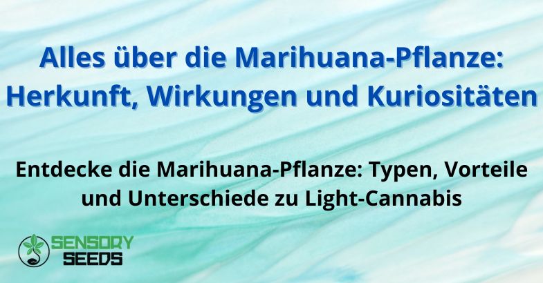 alles-ueber-marihuana-pflanze Alles über die Marihuana-Pflanze: Herkunft, Wirkungen und Kuriositäten