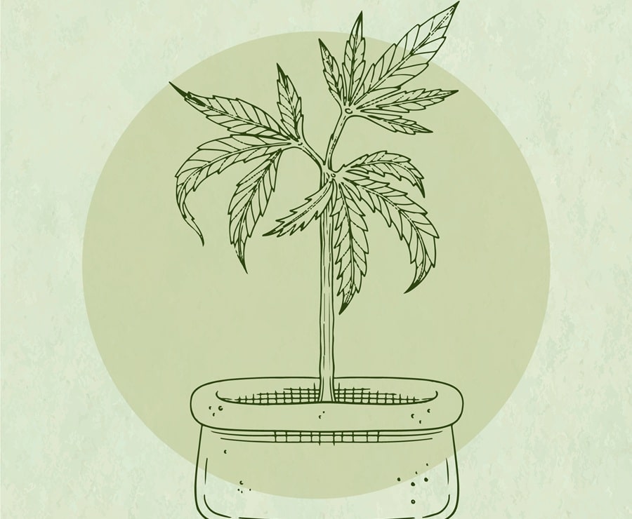 die-marihuana-pflanze Vorteile der Marihuana-Pflanze